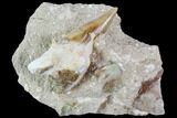 Otodus Shark Tooth Fossil in Rock - Eocene #111039-2